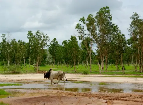 Attelage traversant une rizière de Casamance