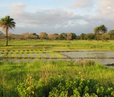 Rizières verdoyantes bordées de palmiers en Casamance