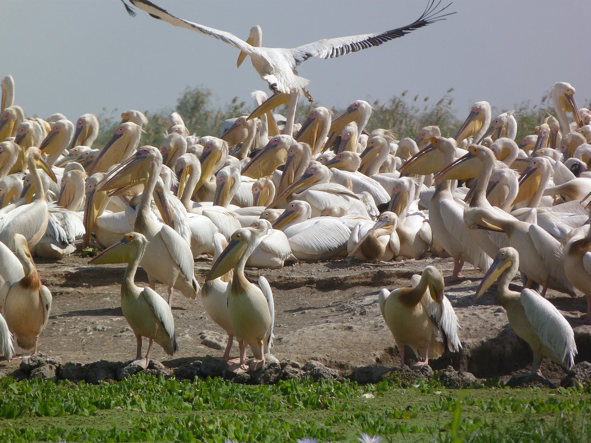 Djoudj National Bird Sanctuary