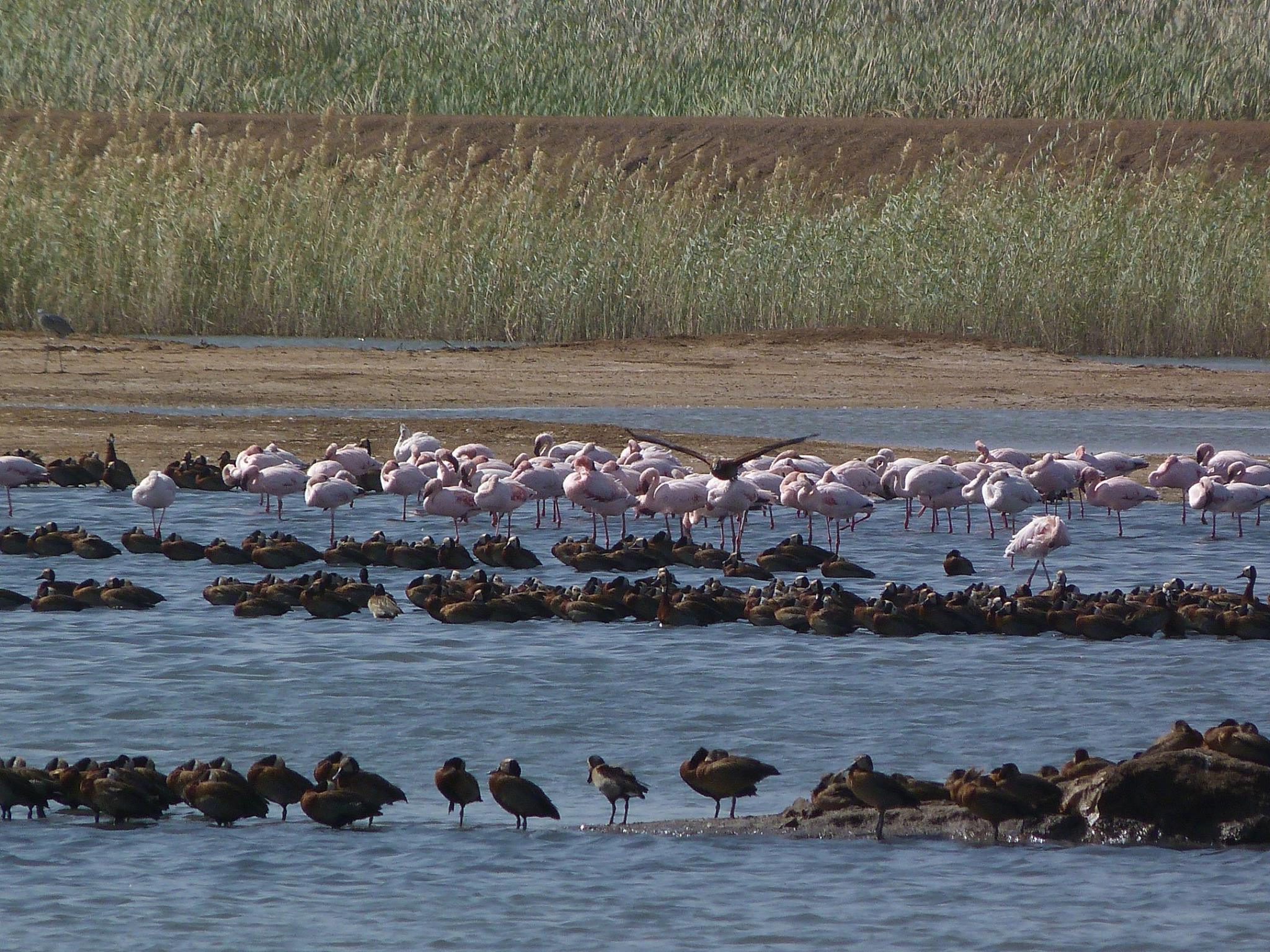 Parc National du Djoudj : Un Paradis pour les Amoureux des Oiseaux